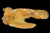 Fossil Mud Lobster (Thalassina) - Australia #141039-1